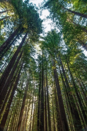 Picture of REDWOODS SKYWARD