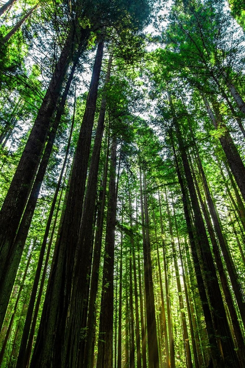 Picture of TALL AND SLENDER REDWOODS