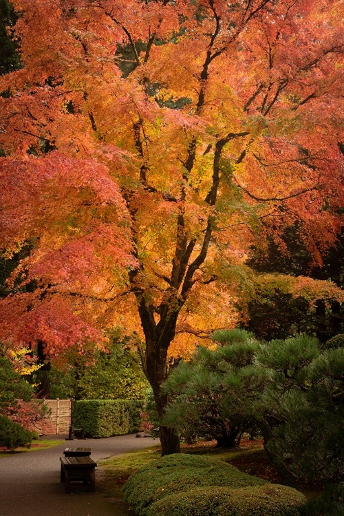 Picture of PATH THROUGH THE GARDEN