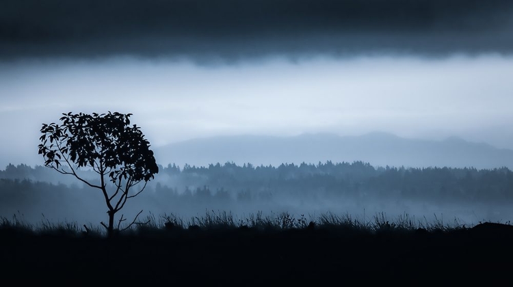 Picture of LONE TREE ON VASHON