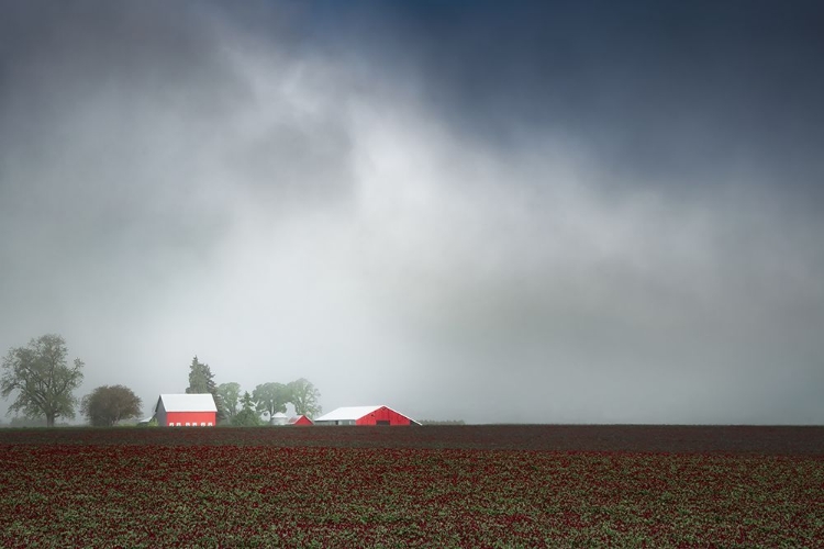 Picture of FOGGY SPRING MORNING IN THE COUNTRY I