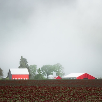 Picture of FOGGY SPRING MORNING IN THE COUNTRY II