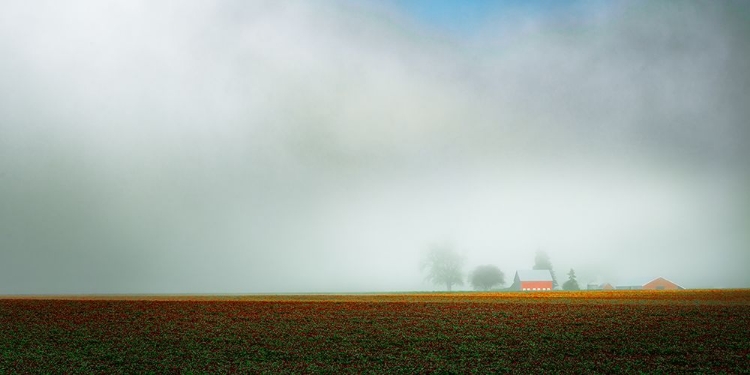 Picture of MISTY FIELDS OF CLOVER