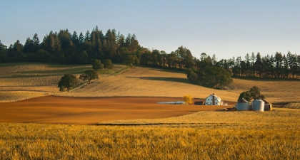 Picture of ROLLING HILLS, TRANQUIL FARM II