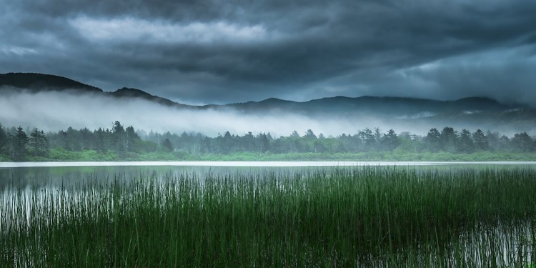 Picture of LAKESIDE MIST