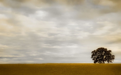 Picture of TREE ON A TRANQUIL MORNING