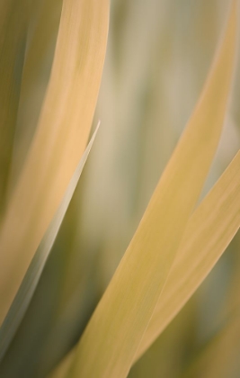 Picture of TALL AND GOLDEN GRASSES