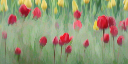 Picture of BONANZA OF TULIPS