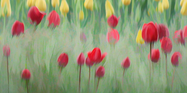 Picture of BONANZA OF TULIPS