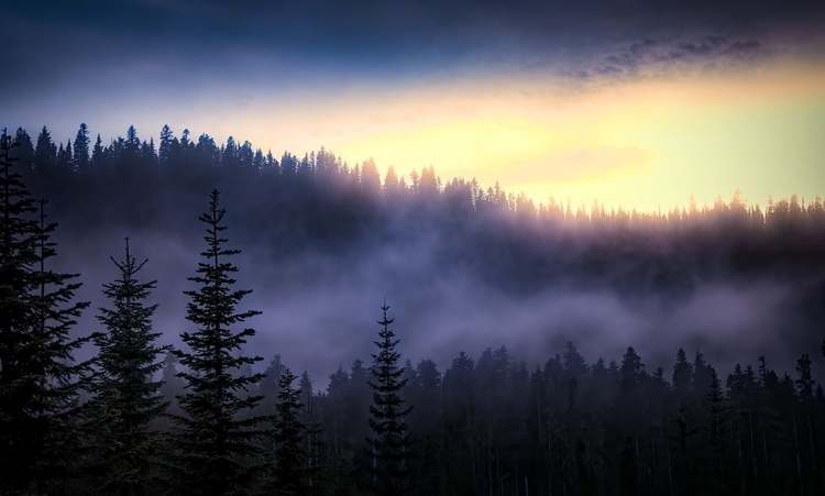 Picture of EVENING FOG DRIFTS IN