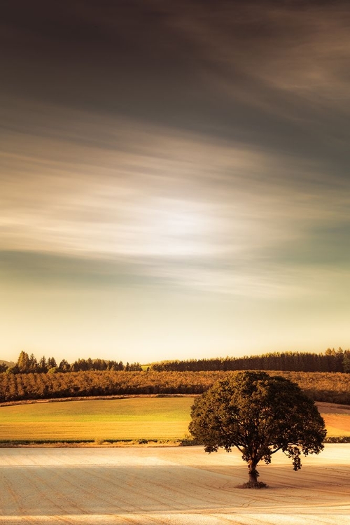 Picture of LONE TREE AT SUNDOWN