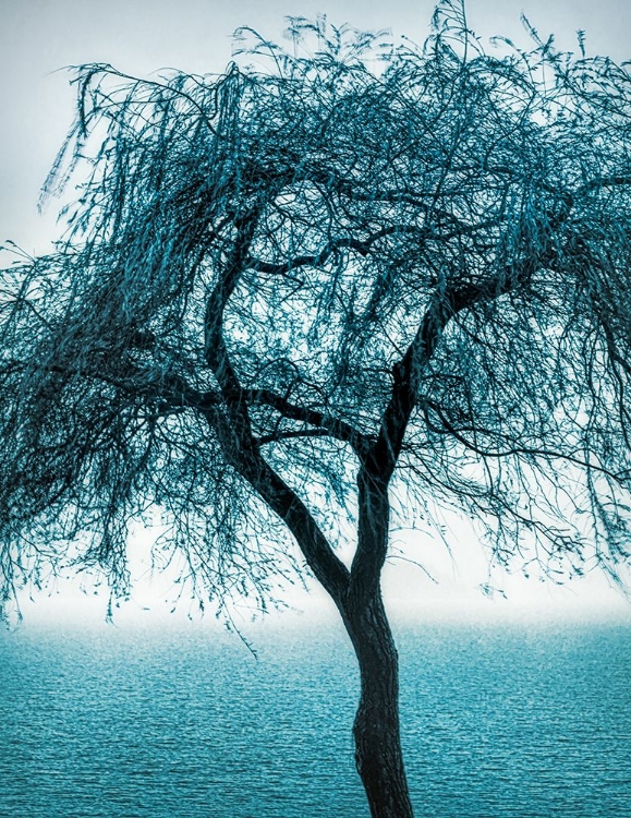 Picture of TREE BY THE SEA