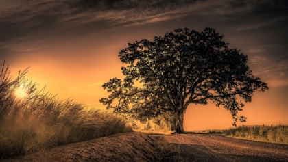 Picture of GRAND TREE AT SUNRISE