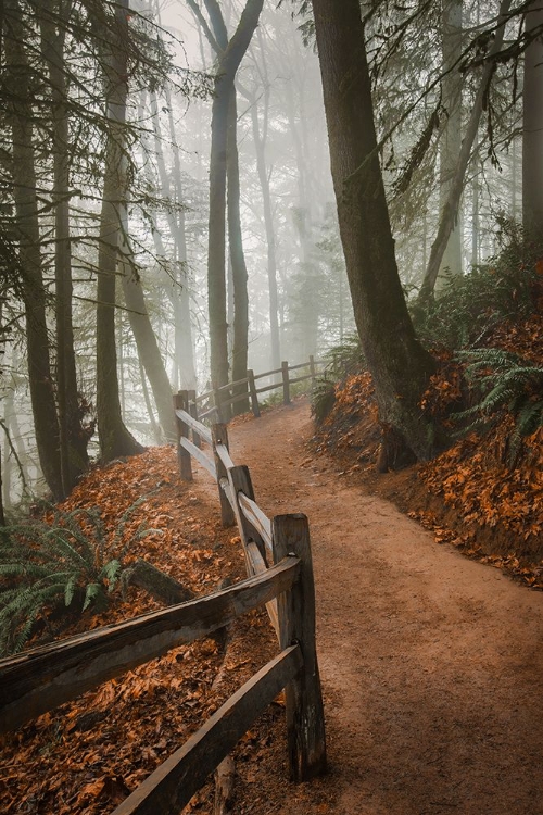 Picture of WINDING THROUGH THE MIST