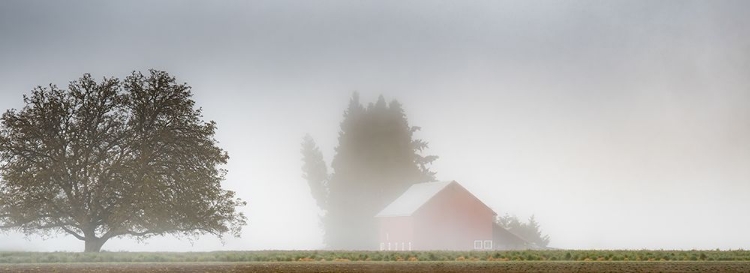 Picture of RED BARN DRAPED IN MIST