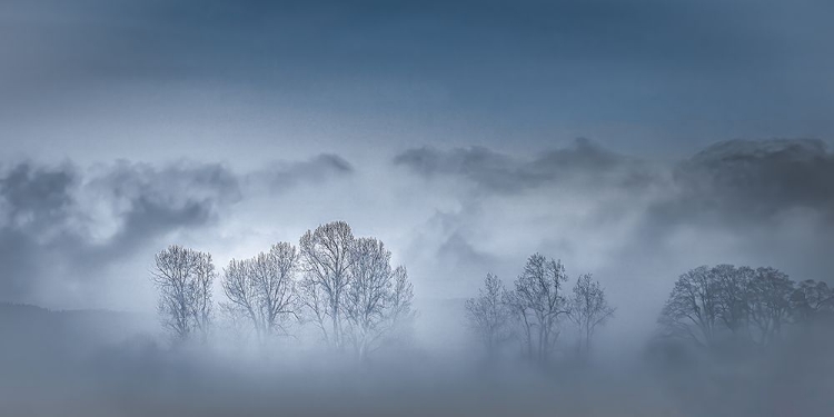 Picture of BARE TREES IN THE MORNING