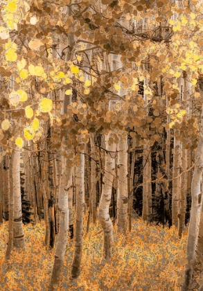 Picture of ASPENS IN EARLY AUTUMN