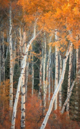 Picture of AUTUMN WOODLAND