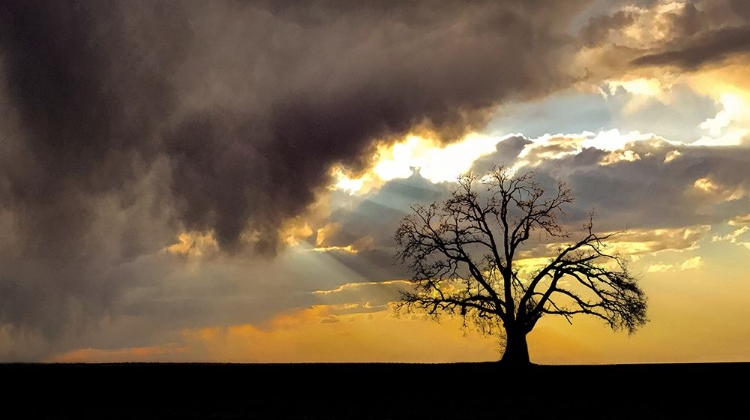 Picture of LONE TREE IN THE MORNING