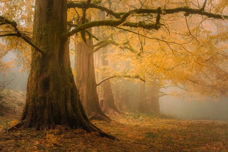 Picture of DAWN REDWOODS IN THE MIST