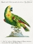 Picture of PARROT, APPAGALLO, VERDE DEL BRASILE COL CAPO GIALLO, E FRONTE CELESTE