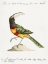 Picture of TOUCAN, TUCANA ARACARI BRASILENSIBUS