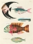 Picture of ILLUSTRATIONS OF FISHES FOUND IN MOLUCCAS INDONESIA AND THE EAST INDIES 10