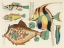 Picture of ILLUSTRATIONS OF FISHES FOUND IN MOLUCCAS INDONESIA AND THE EAST INDIES 13