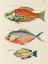 Picture of ILLUSTRATIONS OF FISHES FOUND IN MOLUCCAS INDONESIA AND THE EAST INDIES 31