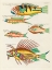 Picture of ILLUSTRATIONS OF FISHES FOUND IN MOLUCCAS INDONESIA AND THE EAST INDIES 32