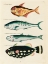 Picture of ILLUSTRATIONS OF FISHES FOUND IN MOLUCCAS INDONESIA AND THE EAST INDIES 34