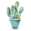 Picture of BLUE POT CACTUS