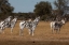 Picture of ZEBRAS. CAMELTHORN LODGE. HWANGE NATIONAL PARK. ZIMBABWE.