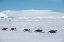 Picture of ANTARCTICA-WEDDELL SEA-SNOW HILL. EMPEROR PENGUINS TOBOGGINING.