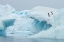 Picture of ANTARCTICA-VEGA ISLAND-AKA DEVIL ISLAND. ADELIE PENGUINS ON BLUE ICEBERG.