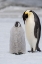 Picture of ANTARCTICA-WEDDELL SEA-SNOW HILL. EMPEROR PENGUINS CHICK WITH ADULT.