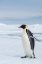 Picture of ANTARCTICA-WEDDELL SEA-SNOW HILL. EMPEROR PENGUINS