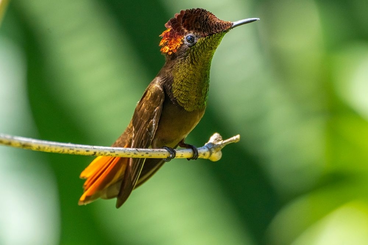 Picture of TOBAGO. RUBY TOPAZ HUMMINGBIRD ON LIMB.