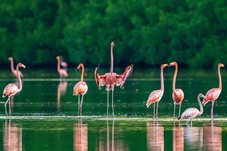 Picture of TRINIDAD-CARONI SWAMP. AMERICAN FLAMINGOS IN SWAMP.