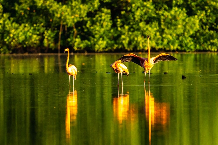 Picture of TRINIDAD-CARONI SWAMP. AMERICAN FLAMINGOS IN SWAMP.