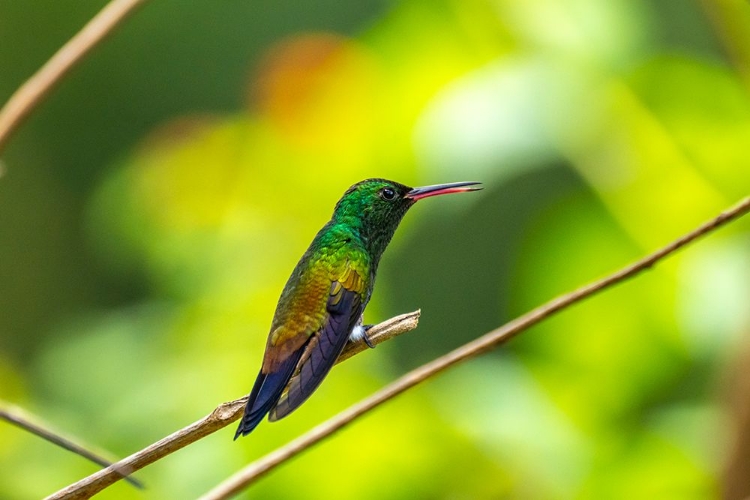 Picture of TRINIDAD. COPPER-RUMPED HUMMINGBIRD IN YERETTE REFUGE.