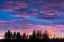 Picture of CANADA-MANITOBA-BIRDS HILL PROVINCIAL PARK. SUNSET SILHOUETTES EVERGREEN TREES.