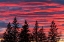 Picture of CANADA-MANITOBA-BIRDS HILL PROVINCIAL PARK. SUNSET SILHOUETTES EVERGREEN TREES.