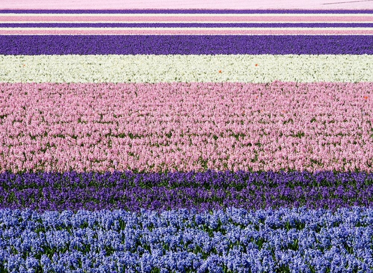 Picture of NETHERLANDS-LISSE. AGRICULTURAL FIELD OF HYACINTHS.