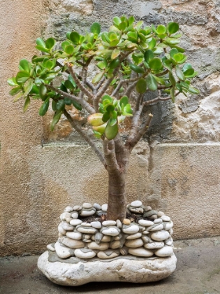 Picture of CROATIA-HVAR. GREEN JADE PLANT IN A ROCK BUILD POT IN THE STREET.