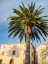 Picture of CROATIA-HVAR. PALM TREES AND SHADOW ALONG THE PROMENADE.