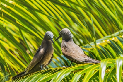Picture of NODDY BIRD-MOREA-TAHITI.