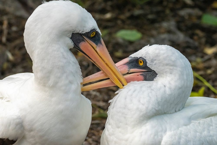 Picture of ECUADOR-GALAPAGOS NATIONAL PARK-GENOVESA ISLAND. NAZCA BOOBIES PREENING EACH OTHER.