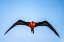 Picture of ECUADOR-GALAPAGOS NATIONAL PARK-GENOVESA ISLAND. FRIGATEBIRD MALE DISPLAYING IN FLIGHT.