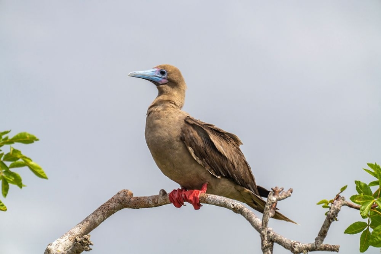 Picture of ECUADOR-GALAPAGOS NATIONAL PARK-GENOVESA ISLAND. RED-FOOTED BOOBY IN TREE.